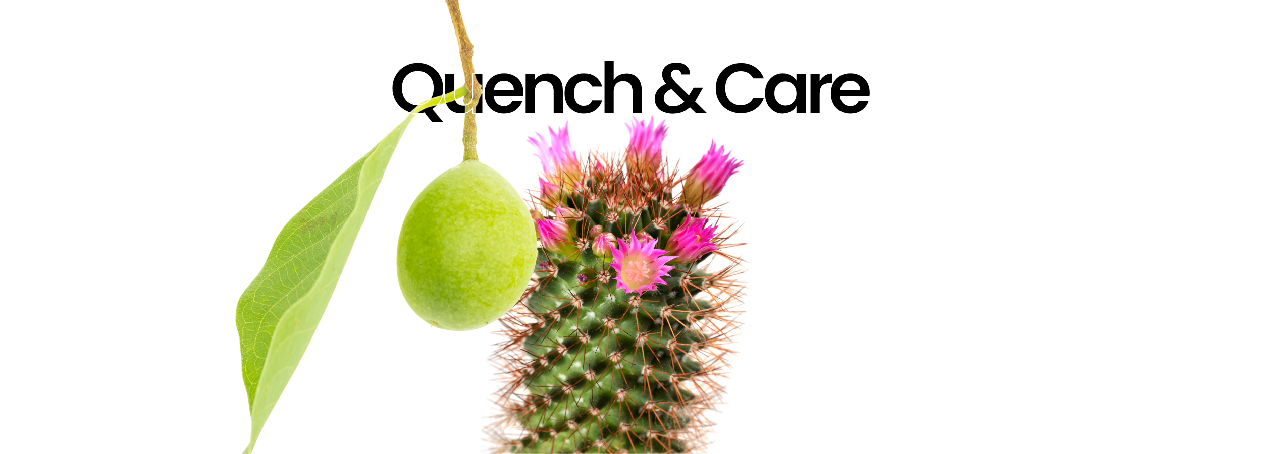 Quench & Care: green fruit, leaf, and blooming cactus for natural skincare hydration and care